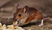 24 Hour & Emergency Exterminators in Edmunds, ND